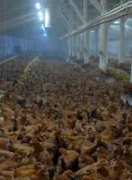 Кури Редбро