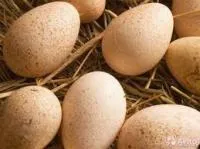 Яйце інкубаційне індики